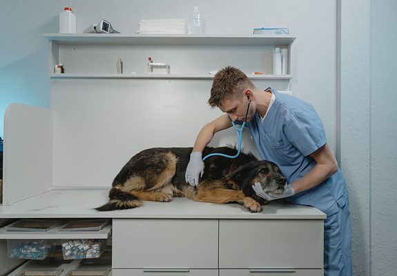 Veterinario auscultando a un perro pastor alemán en la camilla de la clínica