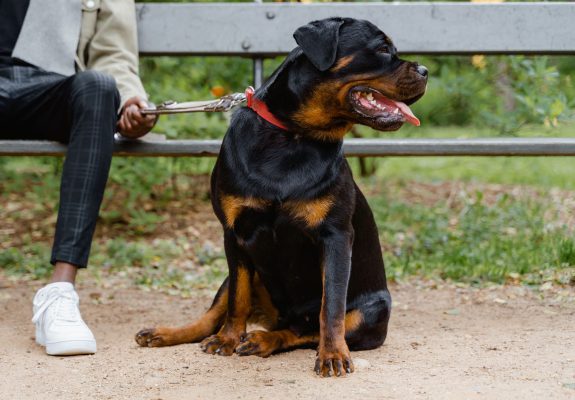 Rottweiler con collar rojo sentado junto a su dueño, que lo sujeta con la correa en un banco del parque